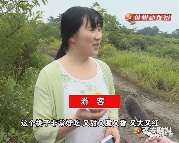 游客:这个桃子非常好吃,又甜又脆又香,又大又红.