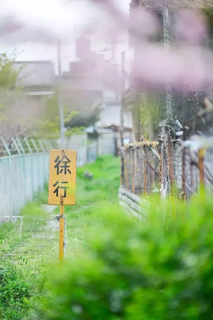 六月檐上雨,人间惊鸿客