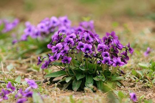 农村地里长 紫花草 观赏性强价值高 夏天长得多很常见 地丁