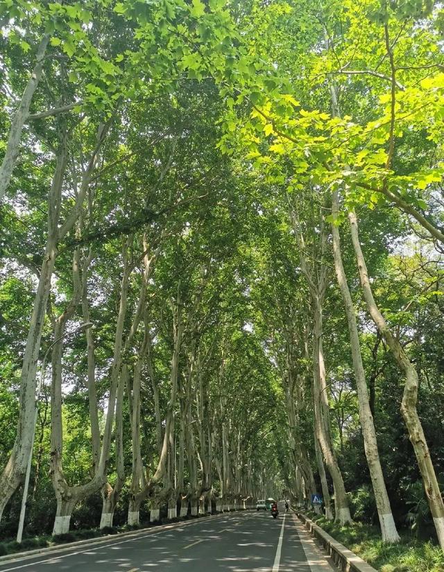 扶摇直上30℃,在南京夏天去哪儿?请看这份清单!