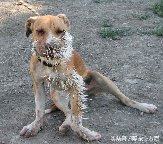 遇到豪猪,猛兽都要让三分,狗狗战豪猪马上变刺猬