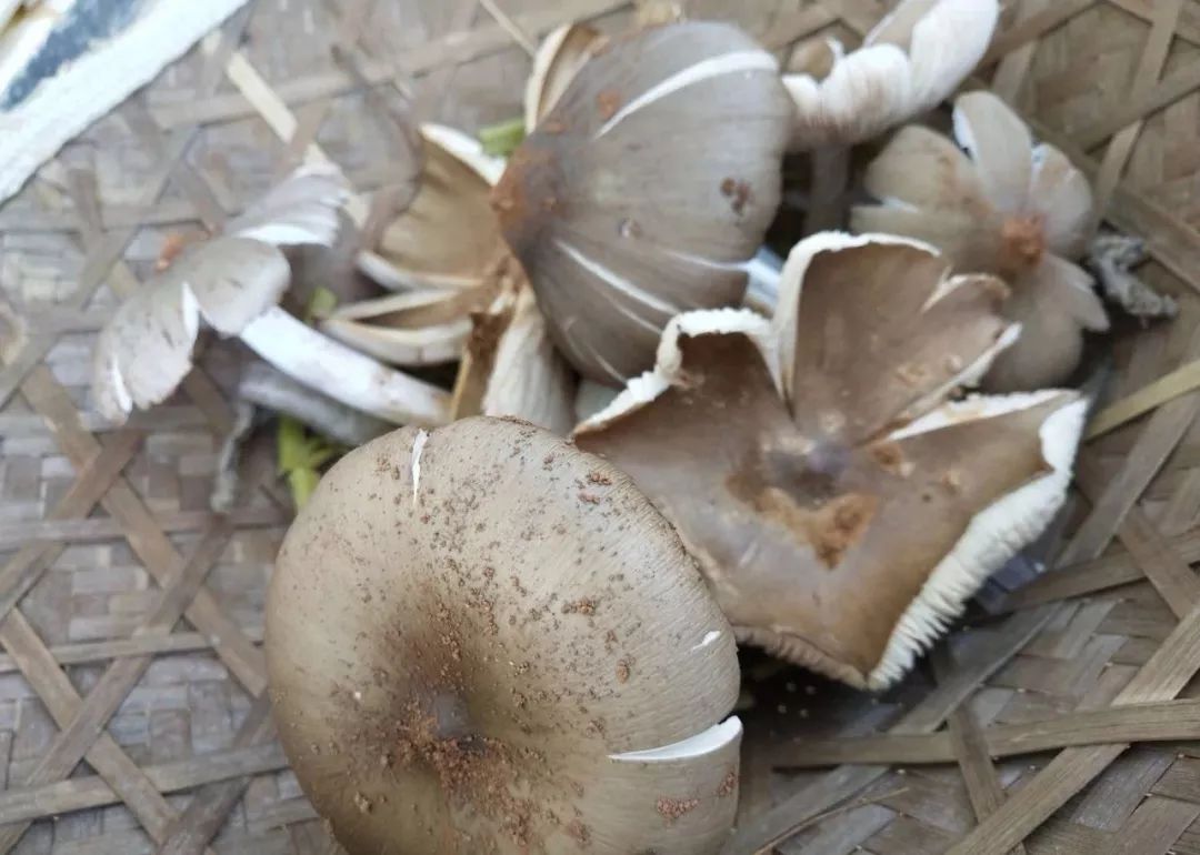 与鸡枞 ,松茸的货少价贵相比,最实惠最鲜香的当属被统称为杂菌的野生