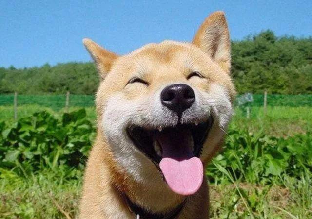 我与铲屎官的爆笑日常,笑到喷饭!喝水吃饭者慎入