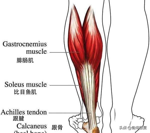 前交叉韧带手术后,你的韧带可能来自着3个地方!