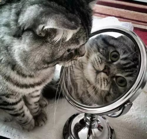 说出来你可能不信,我家猫把镜子给砸了!