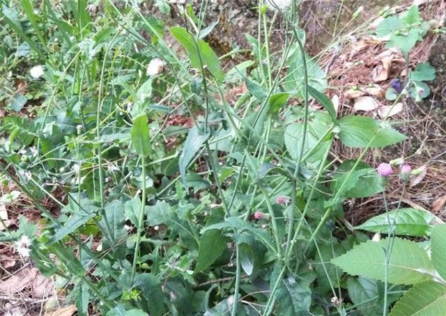 农村这种野草羊蹄草被人称为野菠菜价值很珍贵别破坏