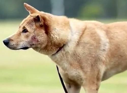 怎样的土狗是极品品相好的不输宠物犬