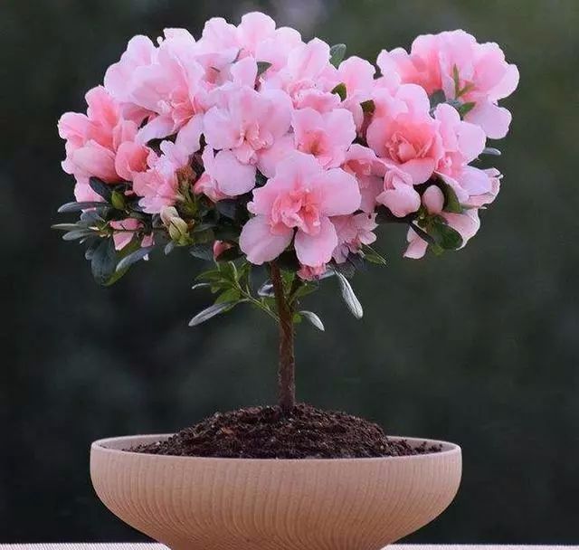 盆栽杜鹃花掉叶子,用1招,不掉一片叶,花儿开成团,嫩叶图片
