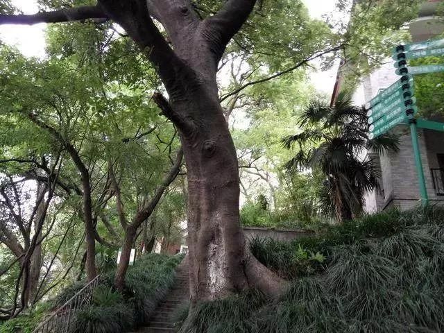 【魅力家乡】芜湖最古老的树竟然有1700岁!就藏在这个