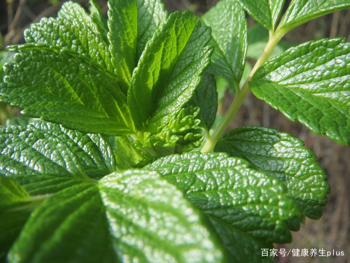                    请放下手中的藿香正气水！防止宝宝夏天中暑，这4点就够了