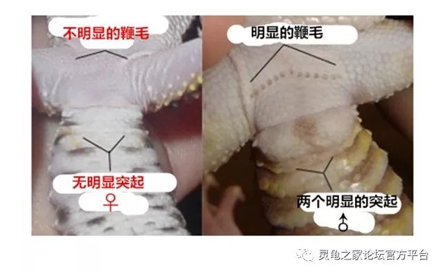 我们可以使用放大镜对豹纹守宫的泄殖腔附近进行观测,具体如下图所