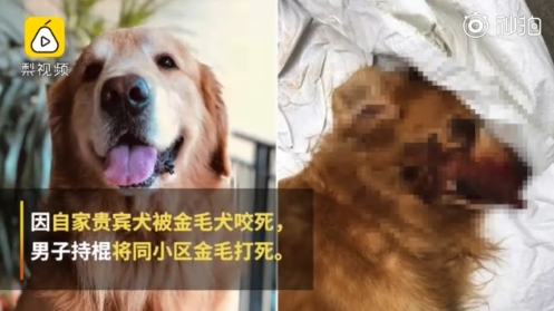 因自家贵宾犬被咬死将同小区金毛活活打死