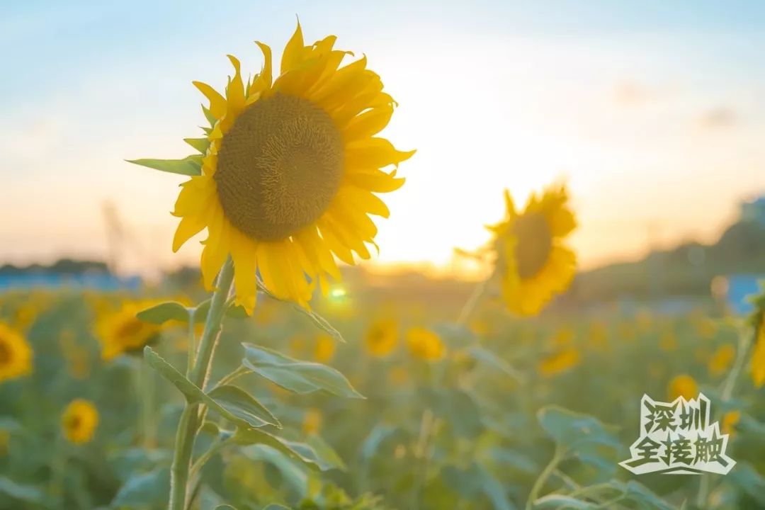 免费深圳第一批向日葵开了330000㎡美到窒息