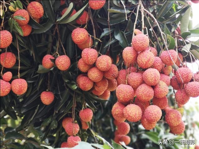 荔红时节,摘荔枝_从化