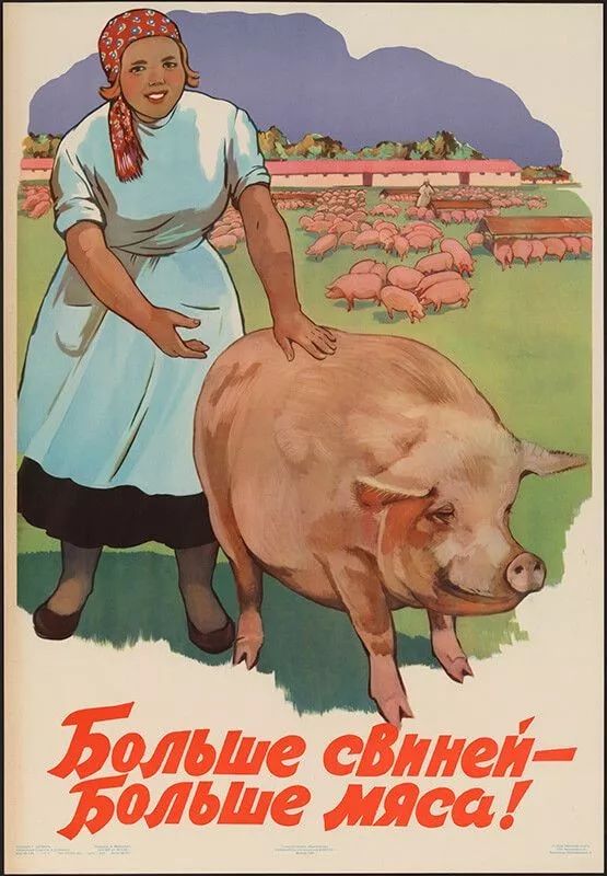10)1959年养猪宣传画("more pigs means more meat!