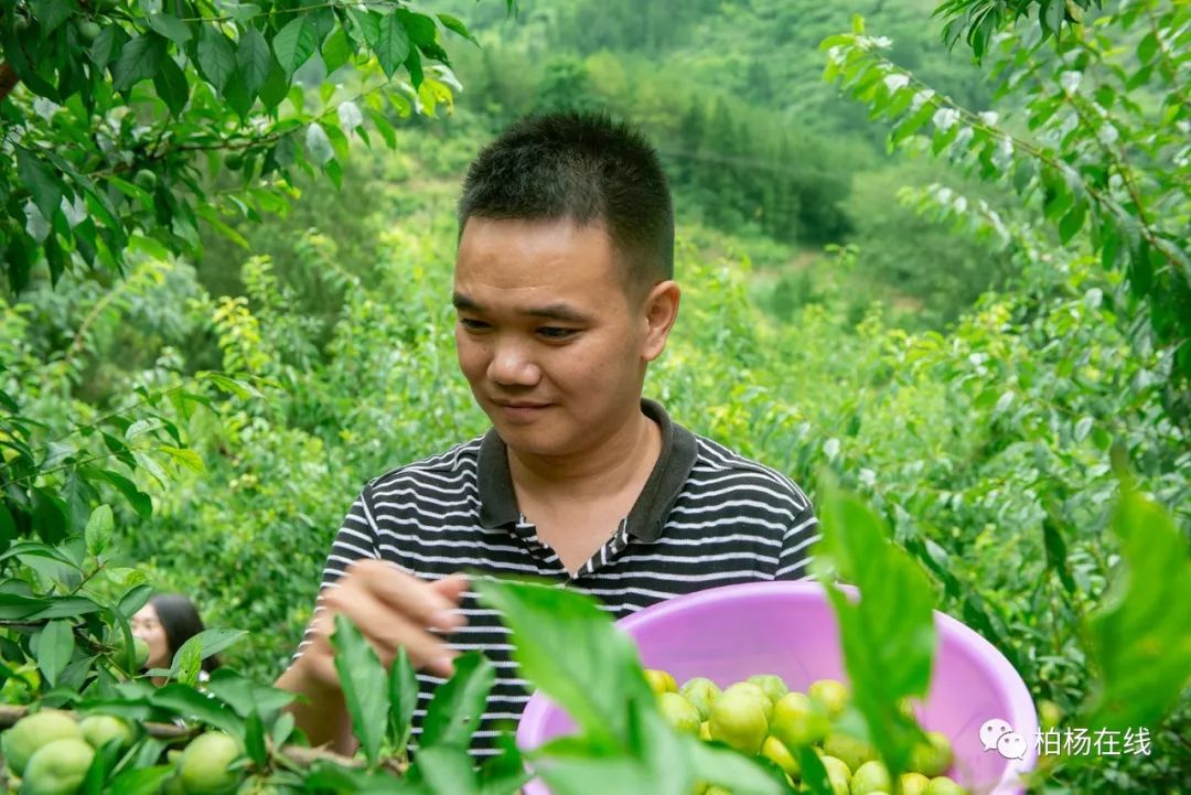 龙山脆李,撑起全村的希望_利川