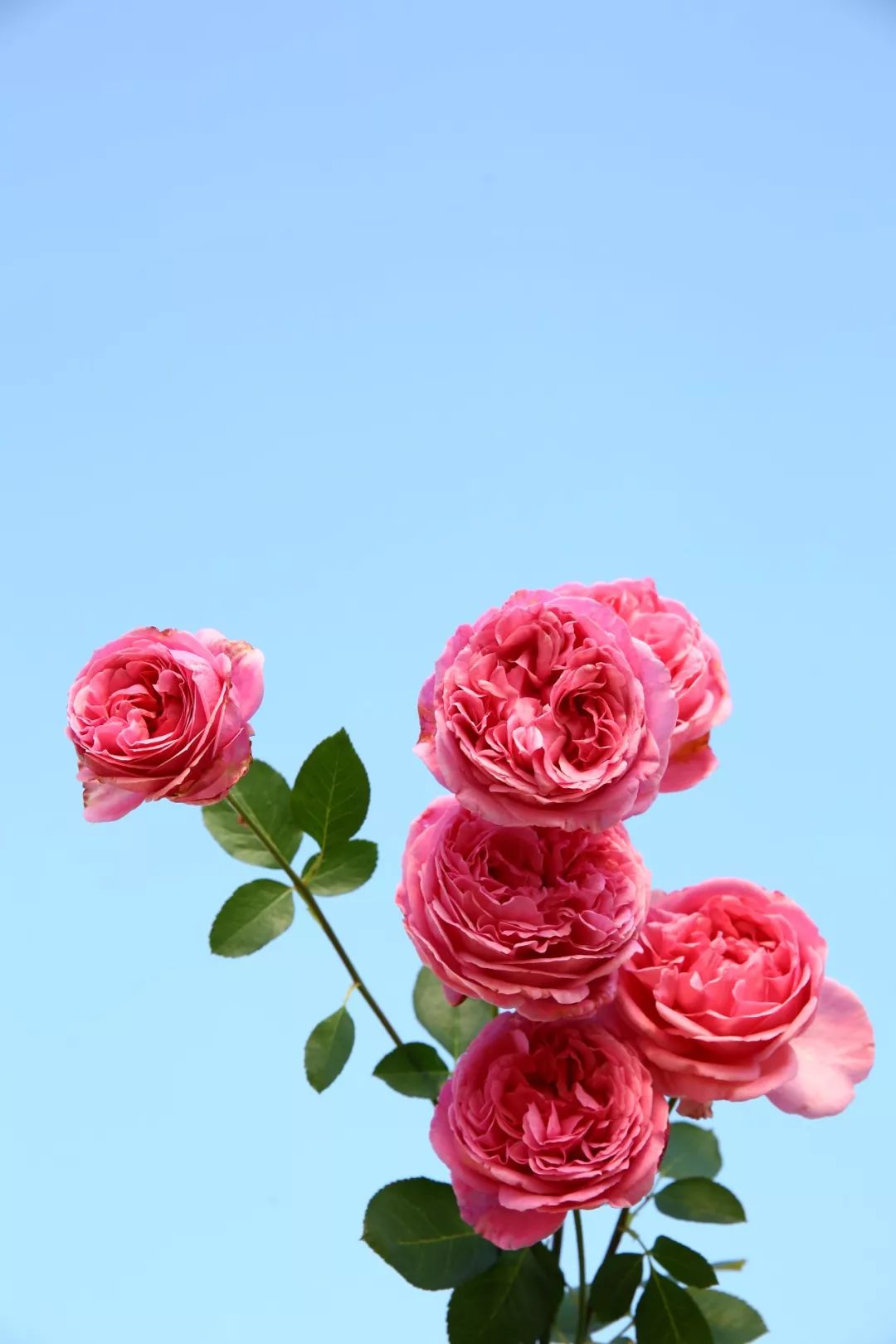 天狼说月季|突破自我!天狼首次推出多色树月!