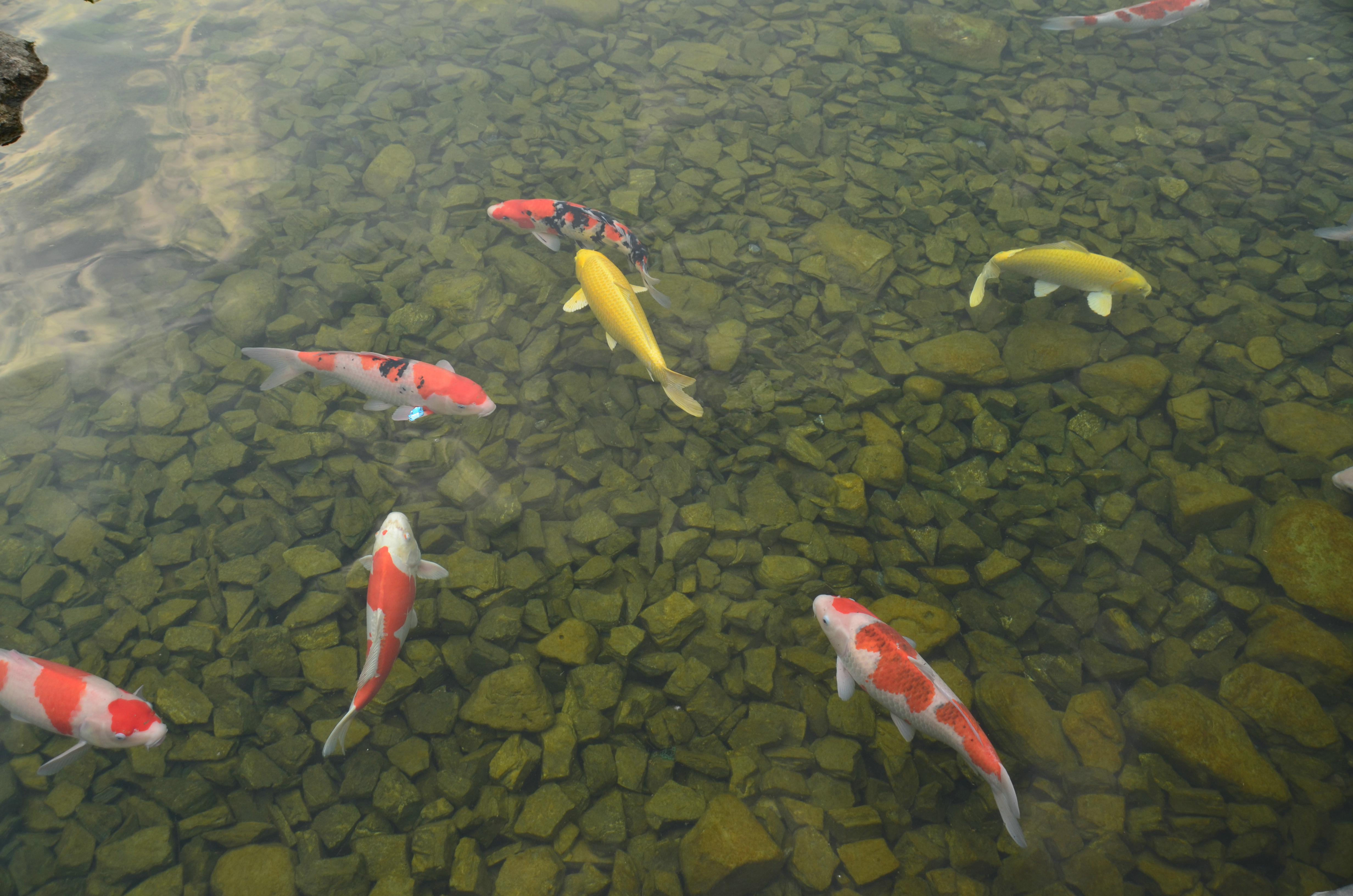 锦鲤嬉水!