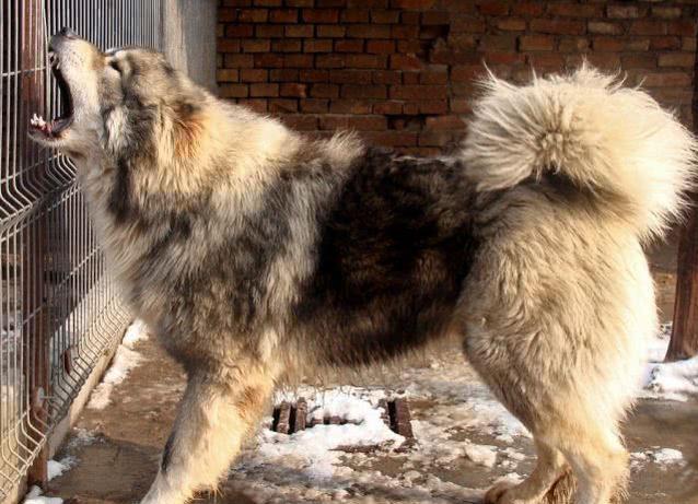 中国巨型猛犬的代表 并非藏獒 而是隐秘在东北大山中的神秘猛犬 山犬才