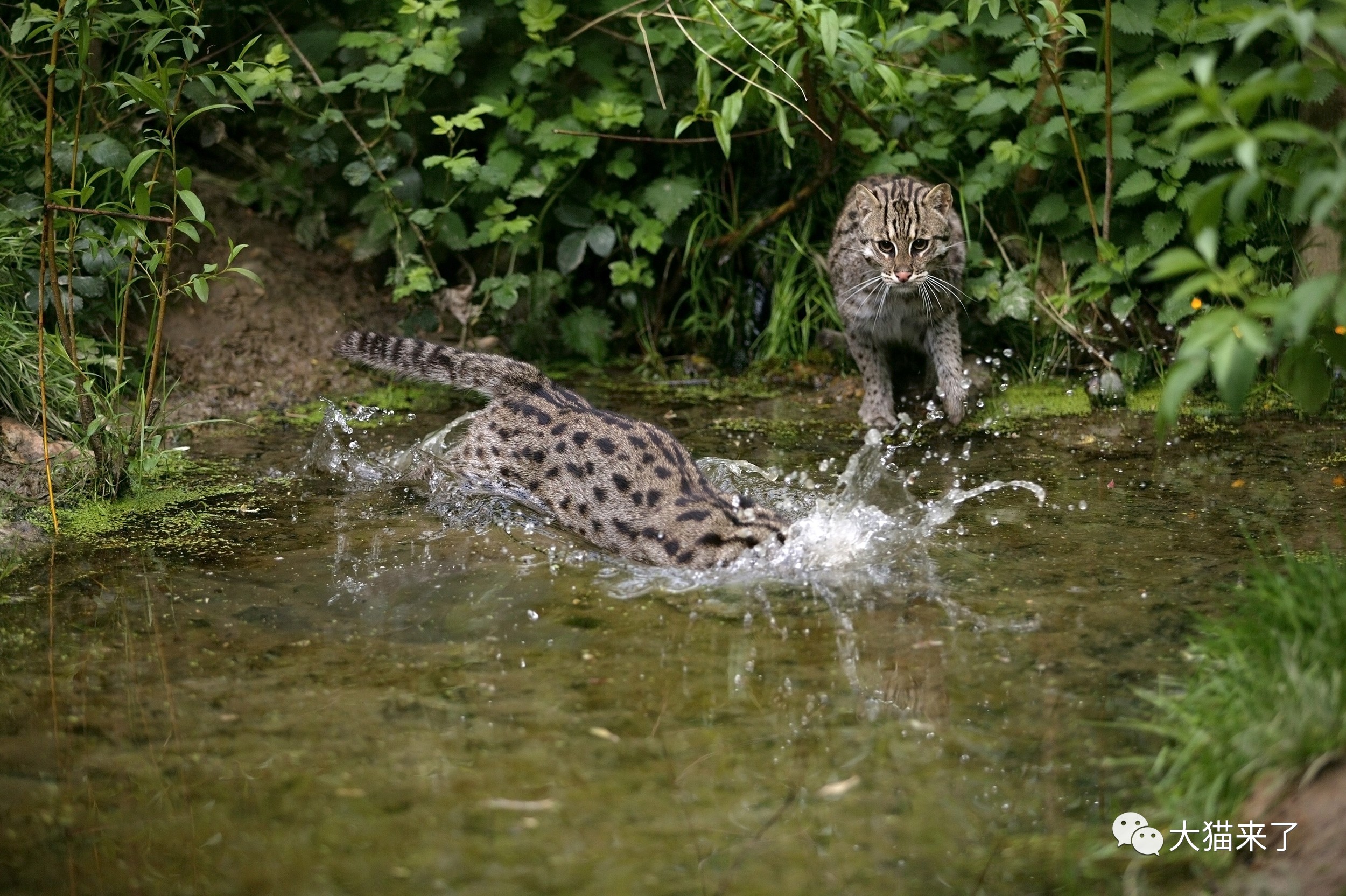 渔猫：亚洲最有灭绝风险的中小型猫科动物之一，在中国或已消失_活动