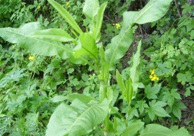 农村这种野草羊蹄草被人称为野菠菜价值很珍贵别破坏