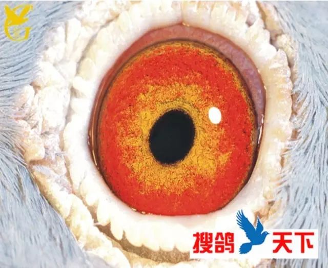 杂谈眼部拥有这些特征的鸽子不会慢