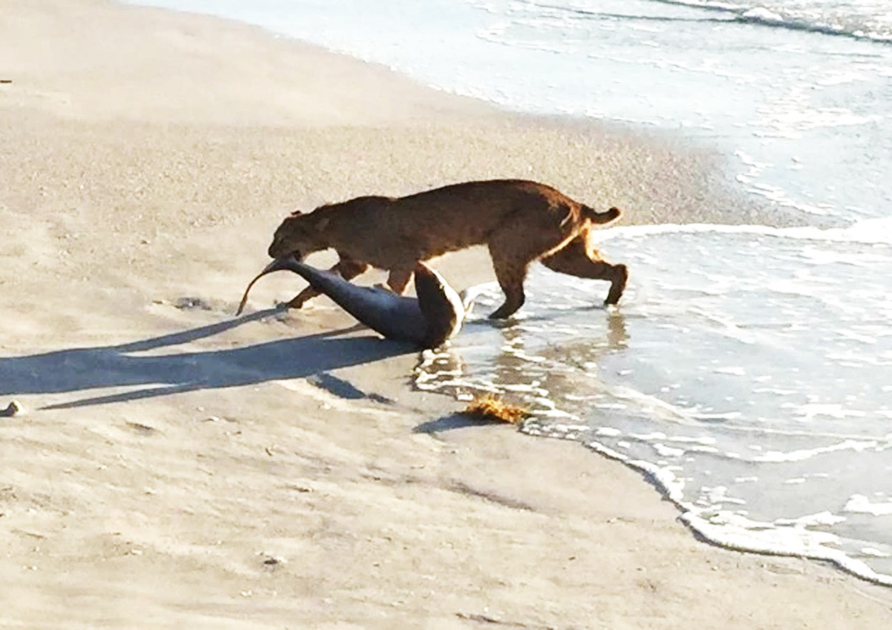 原创1种可以单挑10只狗的猫,鲨鱼在它眼里,也只是开胃菜而已!