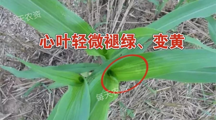 烟嘧磺隆除草剂人能喝死人吗_烟嘧磺隆杀草多少天死亡_烟嘧磺隆除草剂