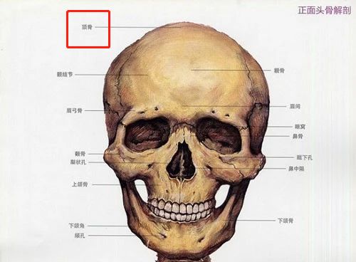 (头骨示意图,红框标示为颅顶骨)