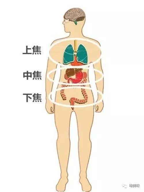 頂級老饕告知你，什麼宴席吃完了主人必須請客洗澡 -【吃在上海】③ 寵物 第13張