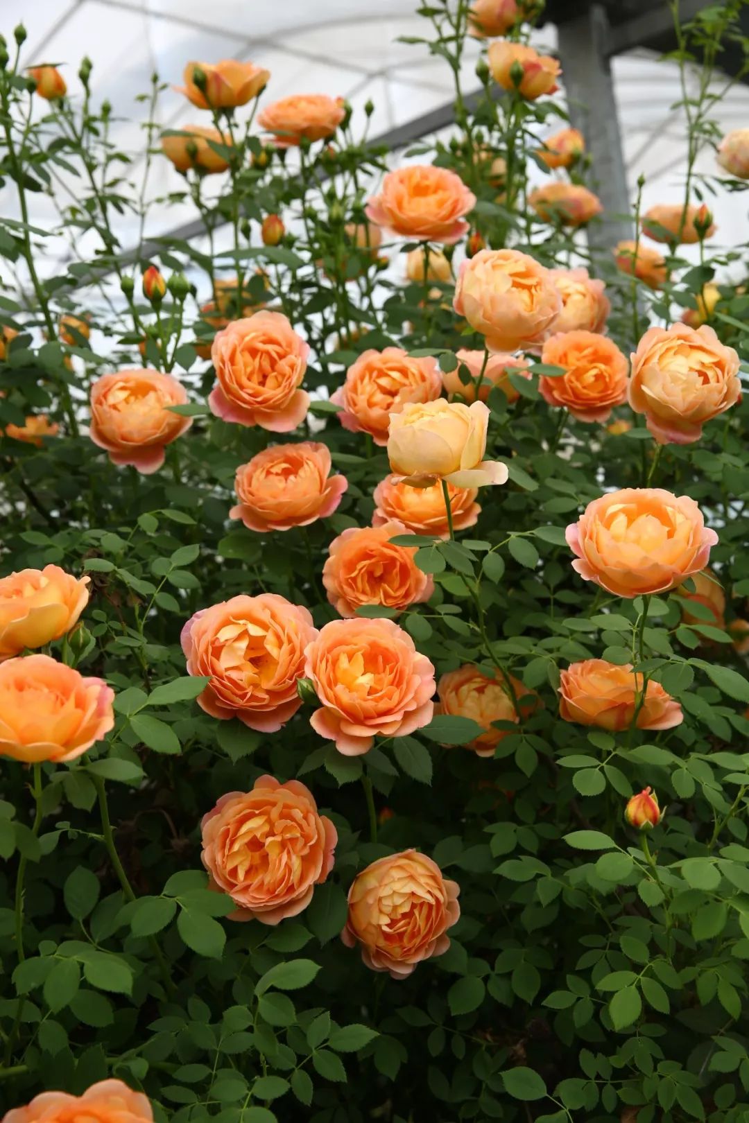 天狼说月季|突破自我!天狼首次推出多色树月!