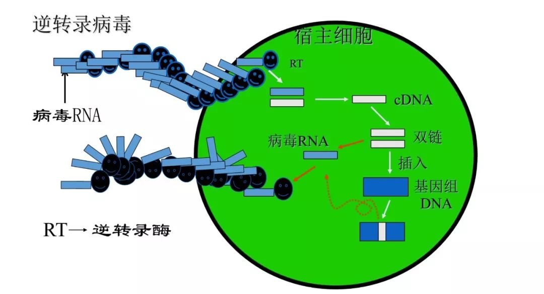但某些情况会造成野生型病毒爆发(5)有致细胞癌变的可能(6)逆转录病