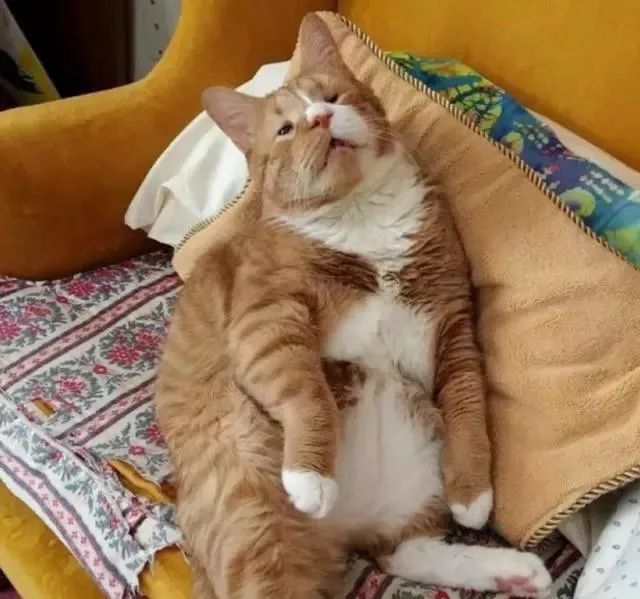 有什么办法让猫咪在外面过冬 6ec27234ad6a46c296515203012e2d3f.jpeg