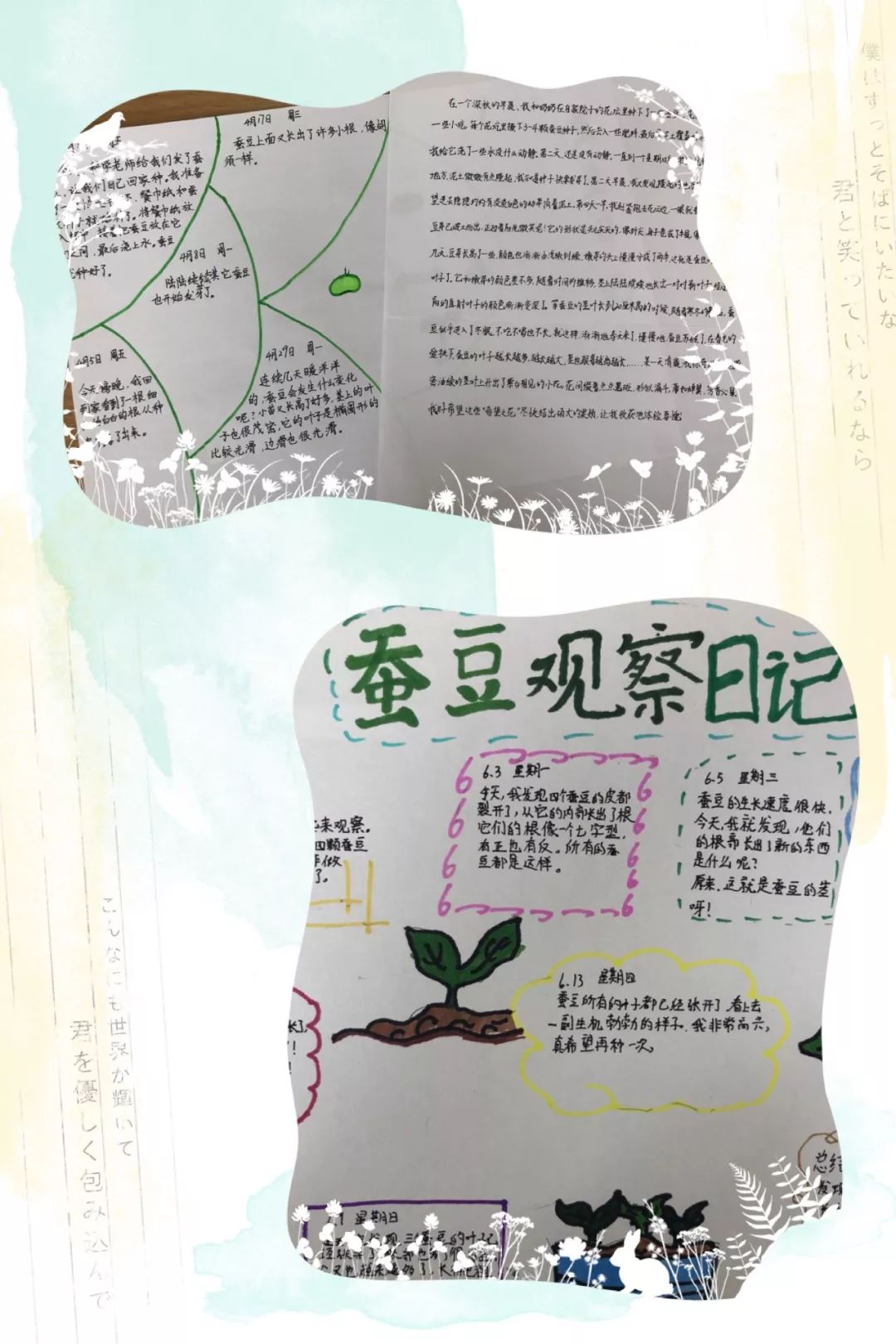 一张张蚕豆长势研究分析表,一份份蚕豆观察日记,孩子们用文字与图片