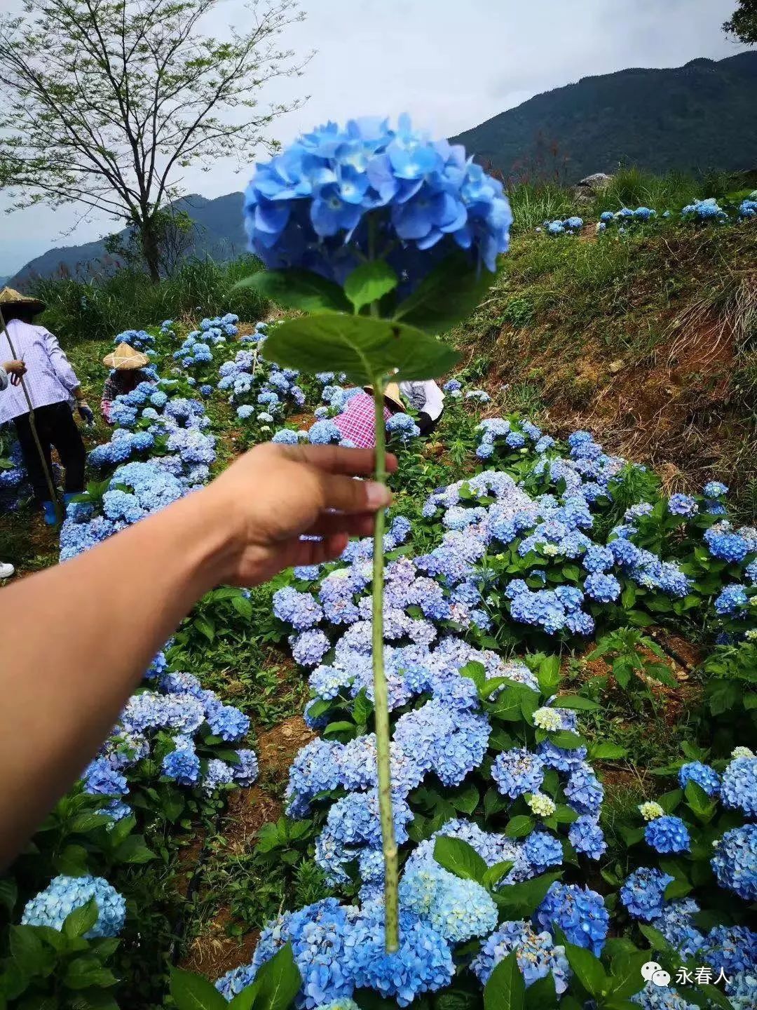 永春呈祥云山花园的绣球花"蔚来"摘得北京世界园艺博览会金奖!