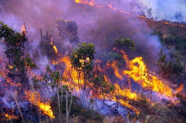 原创森林大火破坏性那么大什么动物才能安全的活下来鸟类除外