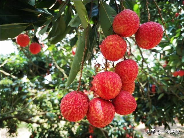 荔红时节,摘荔枝_从化