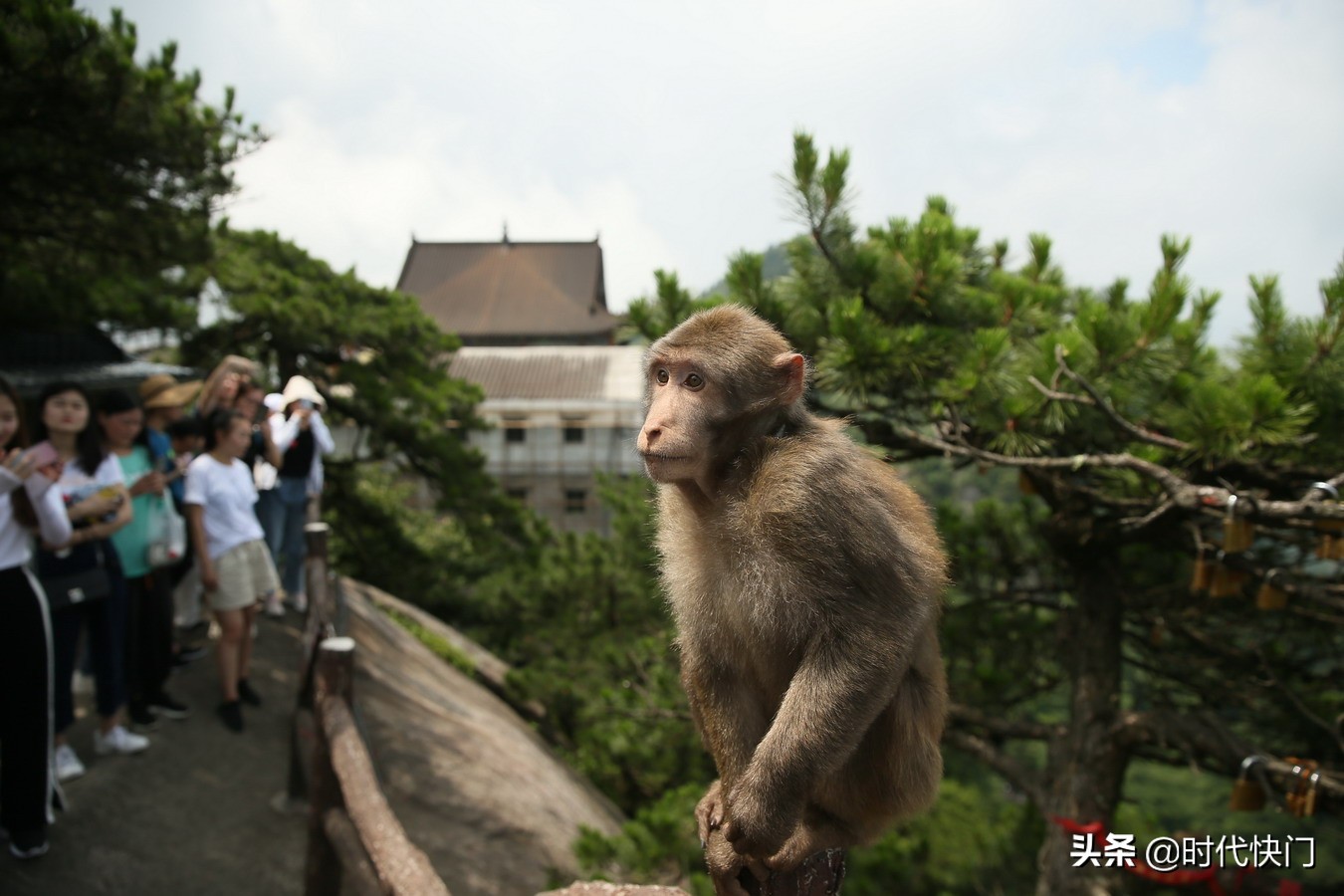 佛系野猴现身九华山不惧人撩神色超然