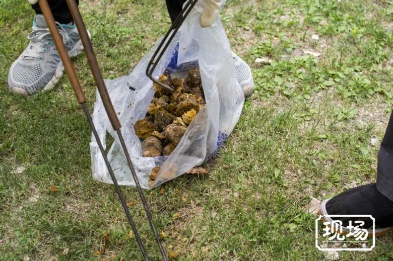 每天有捡不完的狗屎!实拍常州新北万达遛狗现状,环卫工有苦难言