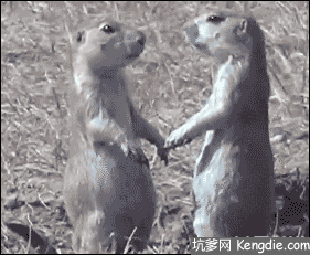 281_231gif 动态图 动图