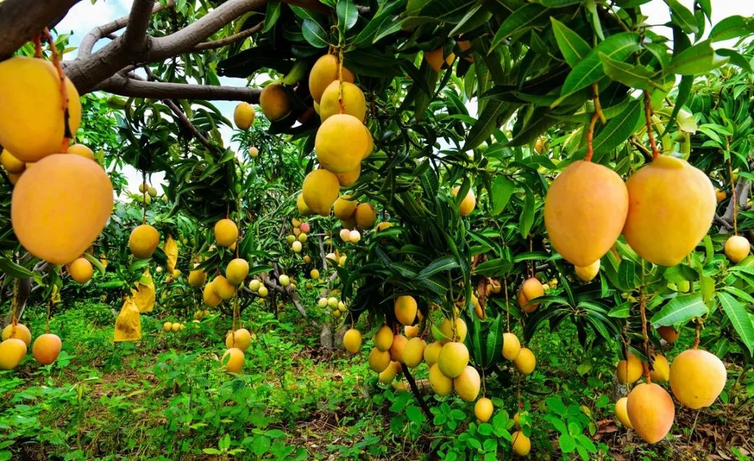 销售芒果多年,就数攀枝花的芒果口感好,品质稳定,深受消费者喜爱.