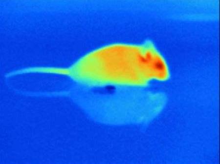 农村老人说,猫和蛇是死对头,眼镜王蛇能打得过