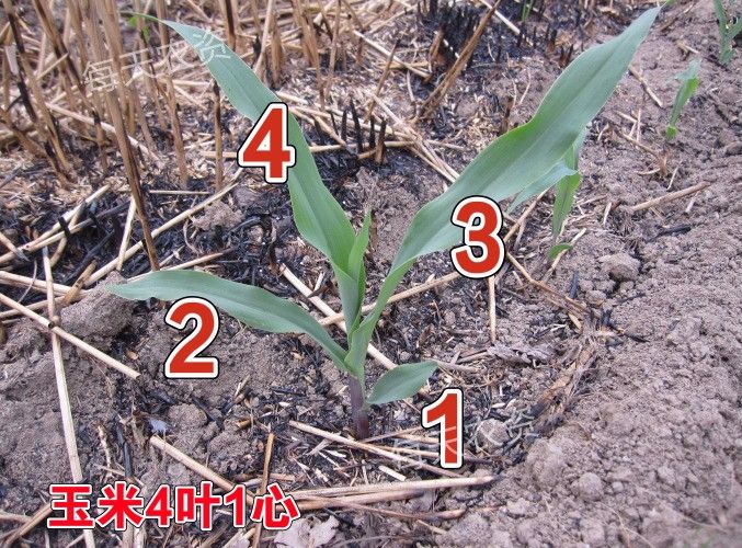 烟嘧磺隆除草剂_烟嘧磺隆杀草多少天死亡_烟嘧磺隆除草剂人能喝死人吗