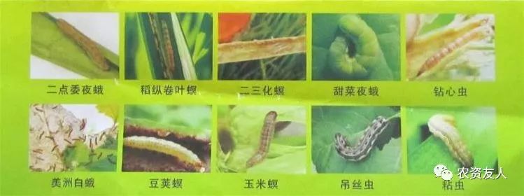 在高温干旱时期,虫螨腈的效果越来越突出,但是虫螨腈也有一定的药害