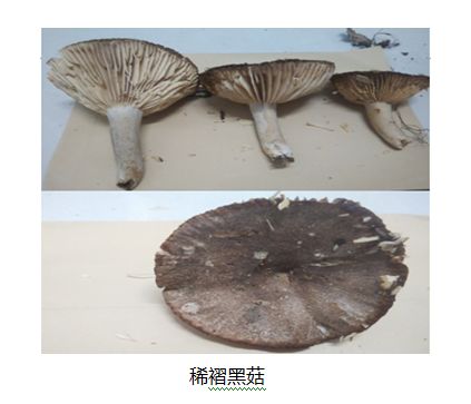 尤其亚稀褶黑菇与同属红菇属家族中可食用的品种,如密褶黑菇与稀褶黑