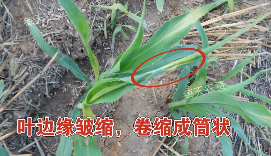 烟嘧磺隆除草剂人能喝死人吗_烟嘧磺隆除草剂_烟嘧磺隆杀草多少天死亡