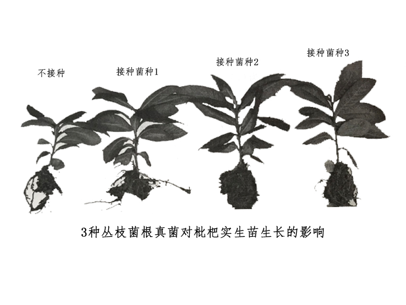 枇杷树具有怎样的营养生长特性对丰产有多大的影响