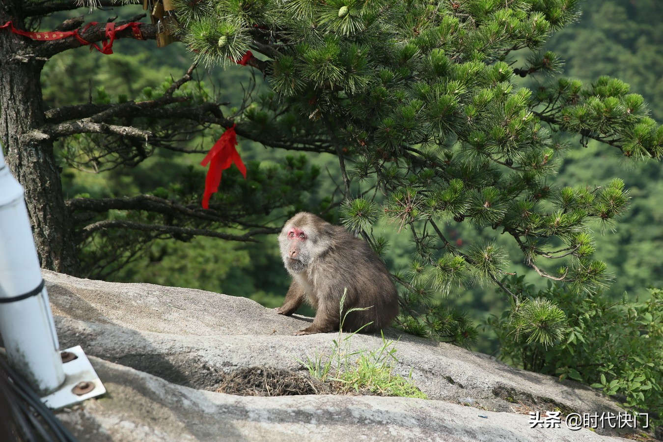 佛系野猴现身九华山不惧人撩神色超然