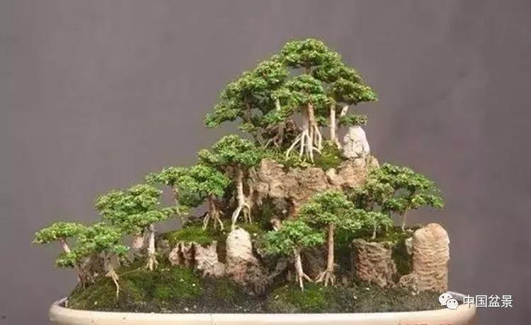 盆景制作小技巧黄杨促芽技术