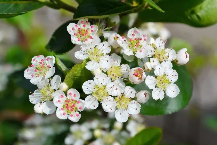 只需一株花草 便能窥见宇宙 花在枝